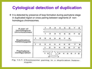 Cytological detection of duplication
❖ It is detected by presence of loop formation during pachytene stage
in duplicated region or cross pairing between segments of non-
homologus chromosomes.
 