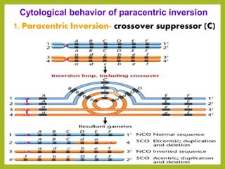 Cytological behavior of paracentric inversion
1. Paracentric Inversion- crossover suppressor (C)
 