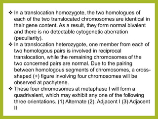 ❖ In a translocation homozygote, the two homologues of
each of the two translocated chromosomes are identical in
their gene content. As a result, they form normal bivalent
and there is no detectable cytogenetic aberration
(peculiarity).
❖ In a translocation heterozygote, one member from each of
two homologous pairs is involved in reciprocal
translocation, while the remaining chromosomes of the
two concerned pairs are normal. Due to the pairing
between homologous segments of chromosomes, a cross-
shaped (+) figure involving four chromosomes will be
observed at pachytene.
❖ These four chromosomes at metaphase I will form a
quadrivalent, which may exhibit any one of the following
three orientations. (1) Alternate (2). Adjacent I (3) Adjacent
II
 