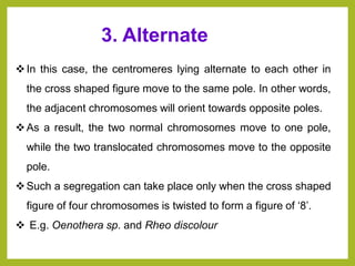 ❖In this case, the centromeres lying alternate to each other in
the cross shaped figure move to the same pole. In other words,
the adjacent chromosomes will orient towards opposite poles.
❖As a result, the two normal chromosomes move to one pole,
while the two translocated chromosomes move to the opposite
pole.
❖Such a segregation can take place only when the cross shaped
figure of four chromosomes is twisted to form a figure of ‘8’.
❖ E.g. Oenothera sp. and Rheo discolour
3. Alternate
 