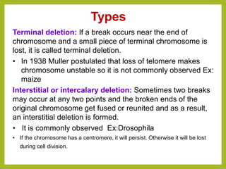 Terminal deletion: If a break occurs near the end of
chromosome and a small piece of terminal chromosome is
lost, it is called terminal deletion.
• In 1938 Muller postulated that loss of telomere makes
chromosome unstable so it is not commonly observed Ex:
maize
Interstitial or intercalary deletion: Sometimes two breaks
may occur at any two points and the broken ends of the
original chromosome get fused or reunited and as a result,
an interstitial deletion is formed.
• It is commonly observed Ex:Drosophila
• If the chromosome has a centromere, it will persist. Otherwise it will be lost
during cell division.
Types
 