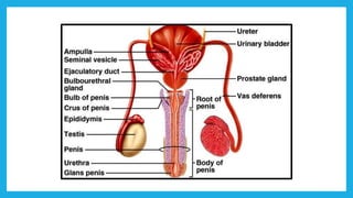 BENIGN PROSTATIC HYPERPLASIA
 Non-malignant histologic growth of the glandular elements of
the prostate.
BPH typically -...