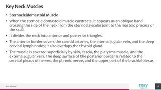 TREYresearch
KeyNeckMuscles
• Sternocleidomastoid Muscle
• When the sternocleidomastoid muscle contracts, it appears as an oblique band
crossing the side of the neck from the sternoclavicular joint to the mastoid process of
the skull.
• It divides the neck into anterior and posterior triangles.
• The anterior border covers the carotid arteries, the internal jugular vein, and the deep
cervical lymph nodes; it also overlaps the thyroid gland.
• The muscle is covered superficially by skin, fascia, the platysma muscle, and the
external jugular vein. The deep surface of the posterior border is related to the
cervical plexus of nerves, the phrenic nerve, and the upper part of the brachial plexus
Add a footer 18
 