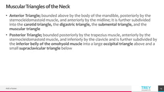 TREYresearch
MuscularTrianglesoftheNeck
• Anterior Triangle; bounded above by the body of the mandible, posteriorly by the
sternocleidomastoid muscle, and anteriorly by the midline; It is further subdivided
into the carotid triangle, the digastric triangle, the submental triangle, and the
muscular triangle
• Posterior Triangle; bounded posteriorly by the trapezius muscle, anteriorly by the
sternocleidomastoid muscle, and inferiorly by the clavicle and is further subdivided by
the inferior belly of the omohyoid muscle into a large occipital triangle above and a
small supraclavicular triangle below
Add a footer 19
 