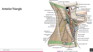 TREYresearch
AnteriorTriangle
Add a footer 20
 