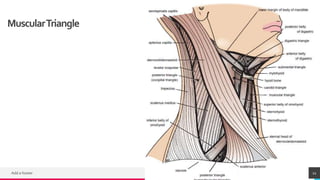 TREYresearch
MuscularTriangle
Add a footer 22
 