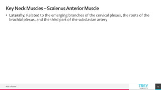 TREYresearch
KeyNeckMuscles–ScalenusAnteriorMuscle
• Laterally: Related to the emerging branches of the cervical plexus, the roots of the
brachial plexus, and the third part of the subclavian artery
Add a footer 24
 