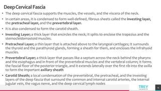 TREYresearch
DeepCervicalFascia
• The deep cervical fascia supports the muscles, the vessels, and the viscera of the neck.
• In certain areas, it is condensed to form well-defined, fibrous sheets called the investing layer,
the pretracheal layer, and the prevertebral layer.
• It is also condensed to form the carotid sheath.
• Investing Layer; a thick layer that encircles the neck; It splits to enclose the trapezius and the
sternocleidomastoid muscles.
• Pretracheal Layer; a thin layer that is attached above to the laryngeal cartilages; It surrounds
the thyroid and the parathyroid glands, forming a sheath for them, and encloses the infrahyoid
muscles.
• Prevertebral Layer; a thick layer that passes like a septum across the neck behind the pharynx
and the esophagus and in front of the prevertebral muscles and the vertebral column; It forms
the fascial floor of the posterior triangle, and it extends laterally over the first rib into the axilla
to form the important axillary sheath
• Carotid Sheath; a local condensation of the prevertebral, the pretracheal, and the investing
layers of the deep fascia that surround the common and internal carotid arteries, the internal
jugular vein, the vagus nerve, and the deep cervical lymph nodes
25
 