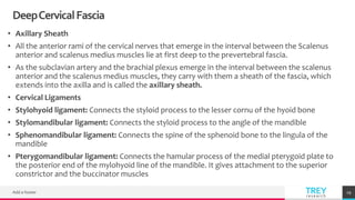 TREYresearch
DeepCervicalFascia
• Axillary Sheath
• All the anterior rami of the cervical nerves that emerge in the interval between the Scalenus
anterior and scalenus medius muscles lie at first deep to the prevertebral fascia.
• As the subclavian artery and the brachial plexus emerge in the interval between the scalenus
anterior and the scalenus medius muscles, they carry with them a sheath of the fascia, which
extends into the axilla and is called the axillary sheath.
• Cervical Ligaments
• Stylohyoid ligament: Connects the styloid process to the lesser cornu of the hyoid bone
• Stylomandibular ligament: Connects the styloid process to the angle of the mandible
• Sphenomandibular ligament: Connects the spine of the sphenoid bone to the lingula of the
mandible
• Pterygomandibular ligament: Connects the hamular process of the medial pterygoid plate to
the posterior end of the mylohyoid line of the mandible. It gives attachment to the superior
constrictor and the buccinator muscles
Add a footer 29
 