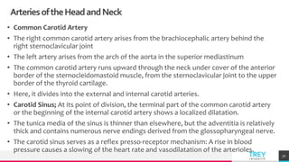 TREYresearch
ArteriesoftheHeadandNeck
30
• Common Carotid Artery
• The right common carotid artery arises from the brachiocephalic artery behind the
right sternoclavicular joint
• The left artery arises from the arch of the aorta in the superior mediastinum
• The common carotid artery runs upward through the neck under cover of the anterior
border of the sternocleidomastoid muscle, from the sternoclavicular joint to the upper
border of the thyroid cartilage.
• Here, it divides into the external and internal carotid arteries.
• Carotid Sinus; At its point of division, the terminal part of the common carotid artery
or the beginning of the internal carotid artery shows a localized dilatation.
• The tunica media of the sinus is thinner than elsewhere, but the adventitia is relatively
thick and contains numerous nerve endings derived from the glossopharyngeal nerve.
• The carotid sinus serves as a reflex presso-receptor mechanism: A rise in blood
pressure causes a slowing of the heart rate and vasodilatation of the arterioles.
 
