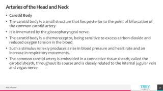 TREYresearch
ArteriesoftheHeadandNeck
• Carotid Body
• The carotid body is a small structure that lies posterior to the point of bifurcation of
the common carotid artery
• It is innervated by the glossopharyngeal nerve.
• The carotid body is a chemoreceptor, being sensitive to excess carbon dioxide and
reduced oxygen tension in the blood.
• Such a stimulus reflexly produces a rise in blood pressure and heart rate and an
increase in respiratory movements.
• The common carotid artery is embedded in a connective tissue sheath, called the
carotid sheath, throughout its course and is closely related to the internal jugular vein
and vagus nerve
Add a footer 31
 