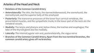 TREYresearch
ArteriesoftheHeadandNeck
• Relations of the Common Carotid Artery
• Anterolaterally: The skin, the fascia, the sternocleidomastoid, the sternohyoid, the
sternothyroid, and the superior belly of the omohyoid
• Posteriorly: The transverse processes of the lower four cervical vertebrae, the
prevertebral muscles, and the sympathetic trunk; In the lower part of the neck are the
vertebral vessels.
• Medially: The larynx and pharynx and, below these, the trachea and esophagus; The
lobe of the thyroid gland also lies medially.
• Laterally: The internal jugular vein and, posterolaterally, the vagus nerve
• Branches of the Common Carotid Artery; Apart from the two terminal branches, the
common carotid artery gives off no branches.
Add a footer 32
 