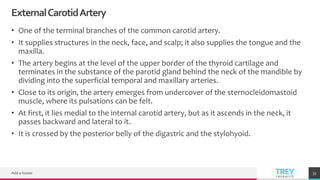 TREYresearch
ExternalCarotidArtery
• One of the terminal branches of the common carotid artery.
• It supplies structures in the neck, face, and scalp; it also supplies the tongue and the
maxilla.
• The artery begins at the level of the upper border of the thyroid cartilage and
terminates in the substance of the parotid gland behind the neck of the mandible by
dividing into the superficial temporal and maxillary arteries.
• Close to its origin, the artery emerges from undercover of the sternocleidomastoid
muscle, where its pulsations can be felt.
• At first, it lies medial to the internal carotid artery, but as it ascends in the neck, it
passes backward and lateral to it.
• It is crossed by the posterior belly of the digastric and the stylohyoid.
Add a footer 33
 