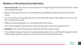TREYresearch
RelationsoftheExternalCarotidArtery
• Anterolaterally: The artery is overlapped at its beginning by the anterior border of the
sternocleidomastoid.
• Above this level, the artery is comparatively superficial, being covered by skin and
fascia.
• It is crossed by the hypoglossal nerve, the posterior belly of the digastric muscle, and
the stylohyoid muscles.
• Within the parotid gland, it is crossed by the facial nerve.
• The internal jugular vein first lies lateral to the artery and then posterior to it.
• Medially: The wall of the pharynx and the internal carotid artery.
• The stylopharyngeus muscle, the glossopharyngeal nerve, and the pharyngeal branch
of the vagus pass between the external and internal carotid Arteries.
34
 