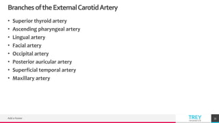 TREYresearch
BranchesoftheExternalCarotidArtery
• Superior thyroid artery
• Ascending pharyngeal artery
• Lingual artery
• Facial artery
• Occipital artery
• Posterior auricular artery
• Superficial temporal artery
• Maxillary artery
Add a footer 35
 