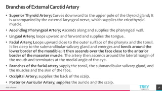 TREYresearch
BranchesofExternalCarotidArtery
• Superior Thyroid Artery; Curves downward to the upper pole of the thyroid gland; It
is accompanied by the external laryngeal nerve, which supplies the cricothyroid
muscle.
• Ascending Pharyngeal Artery; Ascends along and supplies the pharyngeal wall.
• Lingual Artery; loops upward and forward and supplies the tongue.
• Facial Artery; Loops upward close to the outer surface of the pharynx and the tonsil.
It lies deep to the submandibular salivary gland and emerges and bends around the
lower border of the mandible; It then ascends over the face close to the anterior
border of the masseter muscle. The artery then ascends around the lateral margin of
the mouth and terminates at the medial angle of the eye.
• Branches of the facial artery supply the tonsil, the submandibular salivary gland, and
the muscles and the skin of the face.
• Occipital Artery; supplies the back of the scalp.
• Posterior Auricular Artery; supplies the auricle and the scalp.
Add a footer 36
 