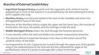 TREYresearch
BranchesofExternalCarotidArtery
• Superficial Temporal Artery; ascends over the zygomatic arch, where it may be
palpated just in front of the auricle; It is accompanied by the Auriculotemporal nerve,
and it supplies the scalp.
• Maxillary Artery; runs forward medial to the neck of the mandible and enters the
pterygopalatine fossa of the skull.
• Branches of the Maxillary Artery; supply the upper and the lower jaws, the muscles of
mastication, the nose, the palate, and the meninges inside the skull.
• Middle Meningeal Artery; enters the skull through the foramen spinosum.
• It runs laterally within the skull and divides into anterior and posterior branches
• The anterior branch is important because it lies close to the motor area of the
cerebral cortex of the brain.
• Accompanied by its vein, it grooves (or tunnels) through the upper part of the greater
wing of the sphenoid bone of the skull and the thin anteroinferior angle of the
parietal bone, where it is prone to damage after a blow to the head.
Add a footer 37
 