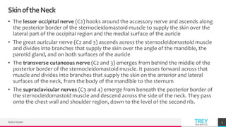 TREYresearch
SkinoftheNeck
• The lesser occipital nerve (C2) hooks around the accessory nerve and ascends along
the posterior border of the sternocleidomastoid muscle to supply the skin over the
lateral part of the occipital region and the medial surface of the auricle
• The great auricular nerve (C2 and 3) ascends across the sternocleidomastoid muscle
and divides into branches that supply the skin over the angle of the mandible, the
parotid gland, and on both surfaces of the auricle
• The transverse cutaneous nerve (C2 and 3) emerges from behind the middle of the
posterior border of the sternocleidomastoid muscle. It passes forward across that
muscle and divides into branches that supply the skin on the anterior and lateral
surfaces of the neck, from the body of the mandible to the sternum
• The supraclavicular nerves (C3 and 4) emerge from beneath the posterior border of
the sternocleidomastoid muscle and descend across the side of the neck. They pass
onto the chest wall and shoulder region, down to the level of the second rib.
Add a footer 4
 