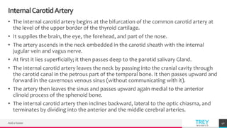 TREYresearch
InternalCarotidArtery
• The internal carotid artery begins at the bifurcation of the common carotid artery at
the level of the upper border of the thyroid cartilage.
• It supplies the brain, the eye, the forehead, and part of the nose.
• The artery ascends in the neck embedded in the carotid sheath with the internal
jugular vein and vagus nerve.
• At first it lies superficially; it then passes deep to the parotid salivary Gland.
• The internal carotid artery leaves the neck by passing into the cranial cavity through
the carotid canal in the petrous part of the temporal bone. It then passes upward and
forward in the cavernous venous sinus (without communicating with it).
• The artery then leaves the sinus and passes upward again medial to the anterior
clinoid process of the sphenoid bone.
• The internal carotid artery then inclines backward, lateral to the optic chiasma, and
terminates by dividing into the anterior and the middle cerebral arteries.
Add a footer 40
 