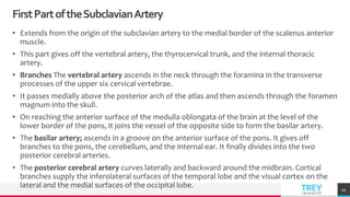 TREYresearch
FirstPartoftheSubclavianArtery
• Extends from the origin of the subclavian artery to the medial border of the scalenus anterior
muscle.
• This part gives off the vertebral artery, the thyrocervical trunk, and the internal thoracic
artery.
• Branches The vertebral artery ascends in the neck through the foramina in the transverse
processes of the upper six cervical vertebrae.
• It passes medially above the posterior arch of the atlas and then ascends through the foramen
magnum into the skull.
• On reaching the anterior surface of the medulla oblongata of the brain at the level of the
lower border of the pons, it joins the vessel of the opposite side to form the basilar artery.
• The basilar artery; ascends in a groove on the anterior surface of the pons. It gives off
branches to the pons, the cerebellum, and the internal ear. It finally divides into the two
posterior cerebral arteries.
• The posterior cerebral artery curves laterally and backward around the midbrain. Cortical
branches supply the inferolateral surfaces of the temporal lobe and the visual cortex on the
lateral and the medial surfaces of the occipital lobe. 44
 