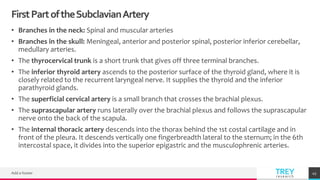 TREYresearch
FirstPartoftheSubclavianArtery
• Branches in the neck: Spinal and muscular arteries
• Branches in the skull: Meningeal, anterior and posterior spinal, posterior inferior cerebellar,
medullary arteries.
• The thyrocervical trunk is a short trunk that gives off three terminal branches.
• The inferior thyroid artery ascends to the posterior surface of the thyroid gland, where it is
closely related to the recurrent laryngeal nerve. It supplies the thyroid and the inferior
parathyroid glands.
• The superficial cervical artery is a small branch that crosses the brachial plexus.
• The suprascapular artery runs laterally over the brachial plexus and follows the suprascapular
nerve onto the back of the scapula.
• The internal thoracic artery descends into the thorax behind the 1st costal cartilage and in
front of the pleura. It descends vertically one fingerbreadth lateral to the sternum; in the 6th
intercostal space, it divides into the superior epigastric and the musculophrenic arteries.
Add a footer 45
 