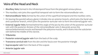 TREYresearch
VeinsoftheHeadandNeck
• Maxillary Vein; formed in the infratemporal fossa from the pterygoid venous plexus.
• The maxillary vein joins the superficial temporal vein to form the retromandibular vein.
• Retromandibular Vein; formed by the union of the superficial temporal and the maxillary veins.
• On leaving the parotid salivary gland, it divides into an anterior branch, which joins the facial vein,
and a posterior branch, which joins the posterior auricular vein to form the external jugular vein.
• External Jugular Vein; formed behind the angle of the jaw by the union of the posterior auricular
vein with the posterior division of the retromandibular vein; It descends across the
sternocleidomastoid muscle and beneath the platysma muscle, and it drains into the subclavian
vein behind the middle of the clavicle.
• Tributaries
• Posterior external jugular vein from the back of the scalp
• Transverse cervical vein from the skin and the fascia over the posterior triangle
• Suprascapular vein from the back of the scapula
• Anterior jugular vein
Add a footer 49
 