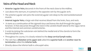 TREYresearch
VeinsoftheHeadandNeck
• Anterior Jugular Vein; descends in the front of the neck close to the midline.
• Just above the sternum, it is joined to the opposite vein by the jugular arch.
• The anterior jugular vein joins the external jugular vein deep to the sternocleidomastoid
muscle.
• Internal Jugular Vein; a large vein that receives blood from the brain, face, and neck.
• It starts as a continuation of the sigmoid sinus and leaves the skull through the jugular
foramen. It then descends through the neck in the carotid sheath lateral to the vagus nerve
and the internal and common carotid arteries.
• It ends by joining the subclavian vein behind the medial end of the clavicle to form the
brachiocephalic vein.
• Throughout its course, it is closely related to the deep cervical lymph nodes.
• The vein has a dilatation at its upper end called the superior bulb and another near its
termination called the inferior bulb.
• Directly above the inferior bulb is a bicuspid valve.
50
 