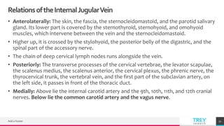 TREYresearch
RelationsoftheInternalJugularVein
• Anterolaterally: The skin, the fascia, the sternocleidomastoid, and the parotid salivary
gland. Its lower part is covered by the sternothyroid, sternohyoid, and omohyoid
muscles, which intervene between the vein and the sternocleidomastoid.
• Higher up, it is crossed by the stylohyoid, the posterior belly of the digastric, and the
spinal part of the accessory nerve.
• The chain of deep cervical lymph nodes runs alongside the vein.
• Posteriorly: The transverse processes of the cervical vertebrae, the levator scapulae,
the scalenus medius, the scalenus anterior, the cervical plexus, the phrenic nerve, the
thyrocervical trunk, the vertebral vein, and the first part of the subclavian artery, on
the left side, it passes in front of the thoracic duct.
• Medially: Above lie the internal carotid artery and the 9th, 10th, 11th, and 12th cranial
nerves. Below lie the common carotid artery and the vagus nerve.
Add a footer 51
 
