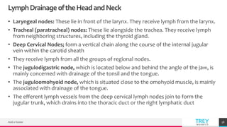 TREYresearch
LymphDrainageoftheHeadandNeck
• Laryngeal nodes: These lie in front of the larynx. They receive lymph from the larynx.
• Tracheal (paratracheal) nodes: These lie alongside the trachea. They receive lymph
from neighboring structures, including the thyroid gland.
• Deep Cervical Nodes; form a vertical chain along the course of the internal jugular
vein within the carotid sheath
• They receive lymph from all the groups of regional nodes.
• The jugulodigastric node, which is located below and behind the angle of the jaw, is
mainly concerned with drainage of the tonsil and the tongue.
• The juguloomohyoid node, which is situated close to the omohyoid muscle, is mainly
associated with drainage of the tongue.
• The efferent lymph vessels from the deep cervical lymph nodes join to form the
jugular trunk, which drains into the thoracic duct or the right lymphatic duct
Add a footer 58
 