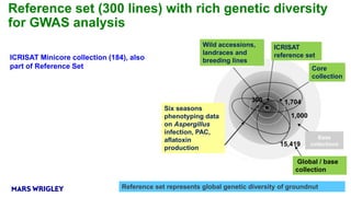 Research Program Genetic Gains (RPGG) Review Meeting 2021: Identification of markers and genomic regions associated with aflatoxin resistance in peanut (2016- 2020) By Dr Rajeev K Varshney Team