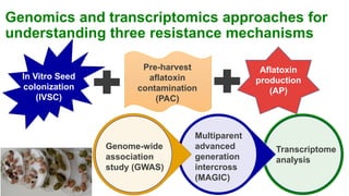 Research Program Genetic Gains (RPGG) Review Meeting 2021: Identification of markers and genomic regions associated with aflatoxin resistance in peanut (2016- 2020) By Dr Rajeev K Varshney Team