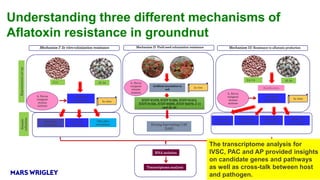 Research Program Genetic Gains (RPGG) Review Meeting 2021: Identification of markers and genomic regions associated with aflatoxin resistance in peanut (2016- 2020) By Dr Rajeev K Varshney Team