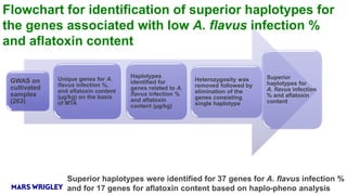 Research Program Genetic Gains (RPGG) Review Meeting 2021: Identification of markers and genomic regions associated with aflatoxin resistance in peanut (2016- 2020) By Dr Rajeev K Varshney Team