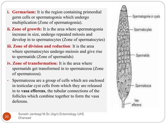 Insect Male Reproduction Reproductive system in insect and its types | PPTX | Reproductive ...