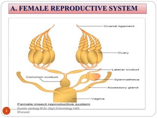 Reproductive system in insect and its types | PPTX