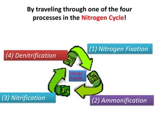 By traveling through one of the four
processes in the Nitrogen Cycle!
(1) Nitrogen Fixation
(3) Nitrification (2) Ammonification
(4) Denitrification
Nitroge
n Cycle
 