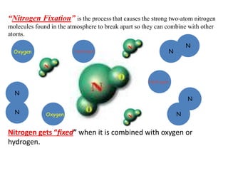 “Nitrogen Fixation” is the process that causes the strong two-atom nitrogen
molecules found in the atmosphere to break apart so they can combine with other
atoms.
Nitrogen gets “fixed” when it is combined with oxygen or
hydrogen.
N
N
N
N
N
Oxygen Hydrogen
Oxygen
Hydrogen
N
 