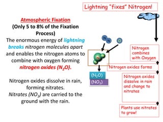 Atmospheric Fixation
(Only 5 to 8% of the Fixation
Process)
The enormous energy of lightning
breaks nitrogen molecules apart
and enables the nitrogen atoms to
combine with oxygen forming
nitrogen oxides (N2O).
Nitrogen oxides dissolve in rain,
forming nitrates.
Nitrates (NO3) are carried to the
ground with the rain.
Lightning “fixes” Nitrogen!
Nitrogen
combines
with Oxygen
Nitrogen oxides forms
Nitrogen oxides
dissolve in rain
and change to
nitrates
Plants use nitrates
to grow!
(NO3)
N
N O
(N2O)
 