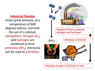 Industrial Fixation
Under great pressure, at a
temperature of 600
degrees Celcius, and with
the use of a catalyst,
atmospheric nitrogen (N2)
and hydrogen are
combined to form
ammonia (NH3). Ammonia
can be used as a fertilizer.
Industrial Plant combines
nitrogen and hydrogen
Ammonia is formed
Ammonia is used a fertilizer in soil
(NH3)
N
N
H
N
H3
 