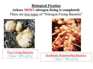 Biological Fixation
(where MOST nitrogen fixing is completed)
There are two types of “Nitrogen Fixing Bacteria”
Free Living Bacteria
(“fixes” 30% of N2) Symbiotic Relationship Bacteria
(“fixes” 70% of N2)
 