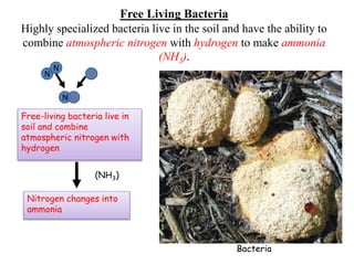Free Living Bacteria
Highly specialized bacteria live in the soil and have the ability to
combine atmospheric nitrogen with hydrogen to make ammonia
(NH3).
Free-living bacteria live in
soil and combine
atmospheric nitrogen with
hydrogen
Nitrogen changes into
ammonia
N
N
H
N H3
(NH3)
Bacteria
 