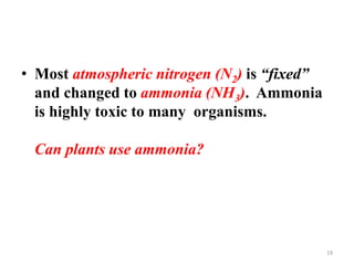 • Most atmospheric nitrogen (N2) is “fixed”
and changed to ammonia (NH3). Ammonia
is highly toxic to many organisms.
Can plants use ammonia?
19
 