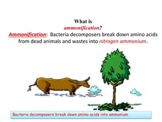 What is
ammonification?
Ammonification: Bacteria decomposers break down amino acids
from dead animals and wastes into nitrogen ammonium.
Bacteria decomposers break down amino acids into ammonium
 
