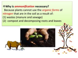 Why is ammonification necessary?
Because plants cannot use the organic forms of
nitrogen that are in the soil as a result of:
(1) wastes (manure and sewage)
(2) compost and decomposing roots and leaves
 