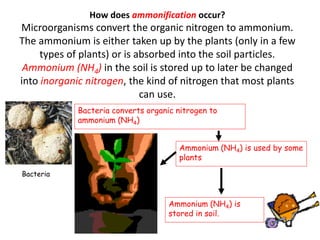 How does ammonification occur?
Microorganisms convert the organic nitrogen to ammonium.
The ammonium is either taken up by the plants (only in a few
types of plants) or is absorbed into the soil particles.
Ammonium (NH4) in the soil is stored up to later be changed
into inorganic nitrogen, the kind of nitrogen that most plants
can use.
Ammonium (NH4) is
stored in soil.
Bacteria converts organic nitrogen to
ammonium (NH4)
Ammonium (NH4) is used by some
plants
Bacteria
 