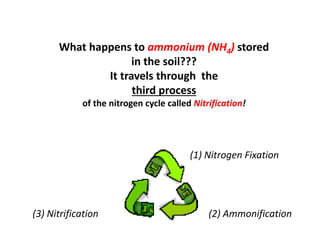 What happens to ammonium (NH4) stored
in the soil???
It travels through the
third process
of the nitrogen cycle called Nitrification!
(1) Nitrogen Fixation
(2) Ammonification
(3) Nitrification
 