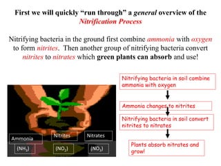 First we will quickly “run through” a general overview of the
Nitrification Process
Nitrifying bacteria in the ground first combine ammonia with oxygen
to form nitrites. Then another group of nitrifying bacteria convert
nitrites to nitrates which green plants can absorb and use!
Nitrifying bacteria in soil combine
ammonia with oxygen
Ammonia changes to nitrites
Nitrifying bacteria in soil convert
nitrites to nitrates
Plants absorb nitrates and
grow!
Ammonia
Nitrites Nitrates
(NH3) (NO3)
(NO2)
 