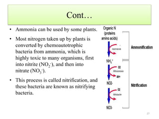 Cont…
• Ammonia can be used by some plants.
• Most nitrogen taken up by plants is
converted by chemoautotrophic
bacteria from ammonia, which is
highly toxic to many organisms, first
into nitrite (NO2
-), and then into
nitrate (NO3
-).
• This process is called nitrification, and
these bacteria are known as nitrifying
bacteria.
27
 