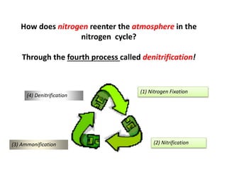 How does nitrogen reenter the atmosphere in the
nitrogen cycle?
Through the fourth process called denitrification!
(1) Nitrogen Fixation
(2) Nitrification
(3) Ammonification
(4) Denitrification
 