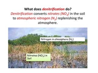 What does denitrification do?
Denitrification converts nitrates (NO3) in the soil
to atmospheric nitrogen (N2) replenishing the
atmosphere.
Nitrates (NO3) in
Soil
Nitrogen in atmosphere (N2)
 